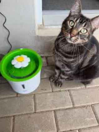 Cat water fountain