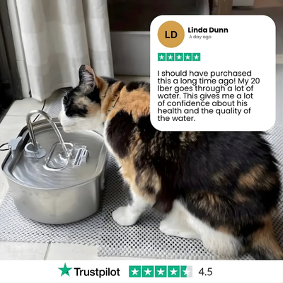 Cat water fountain