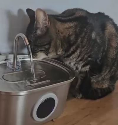 Cat water fountain